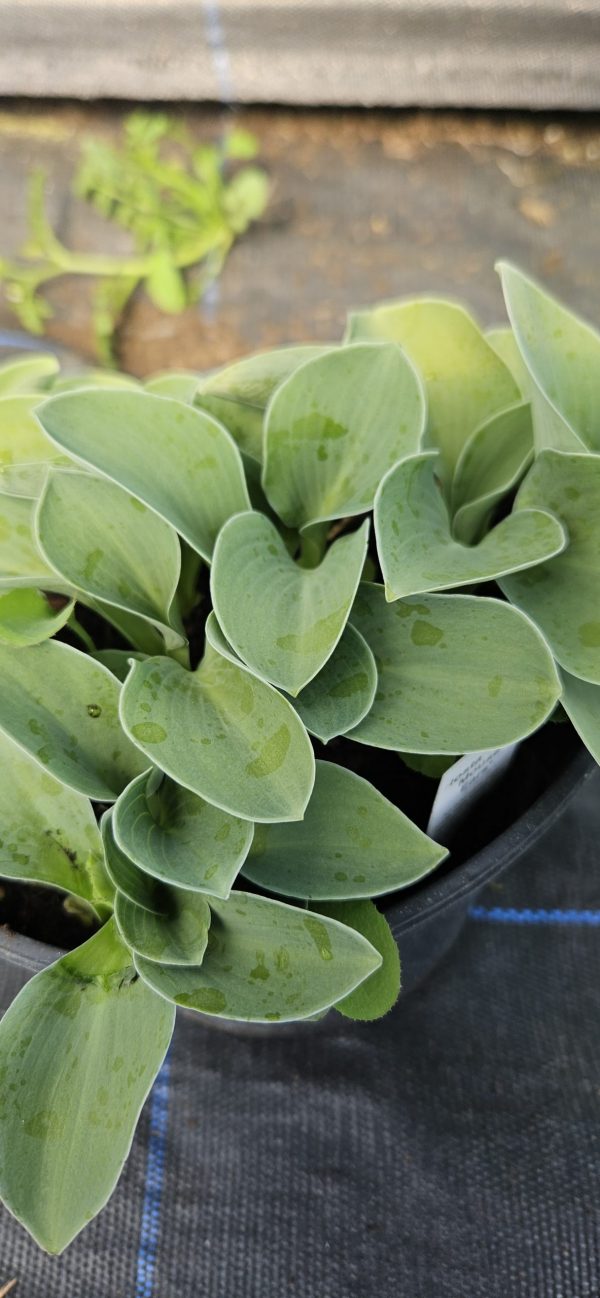 Hosta 'Blue Mouse Ears'