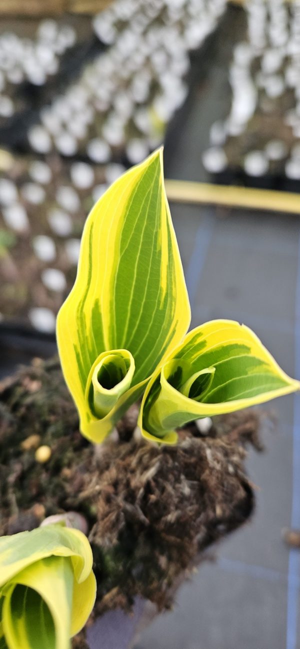 Hosta 'First Frost'