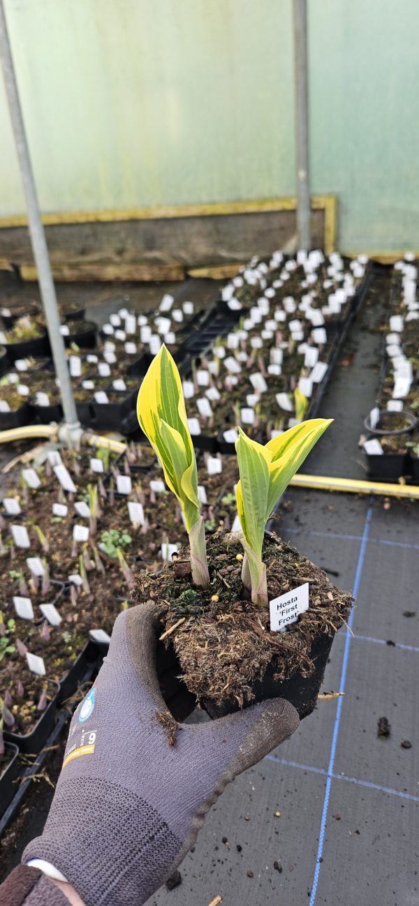 Hosta 'First Frost'