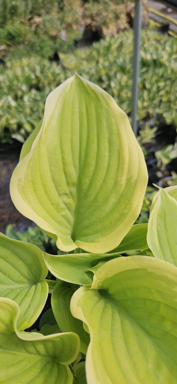 Hosta 'Fragrant Bouquet'