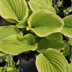 Hosta 'Fragrant Bouquet'