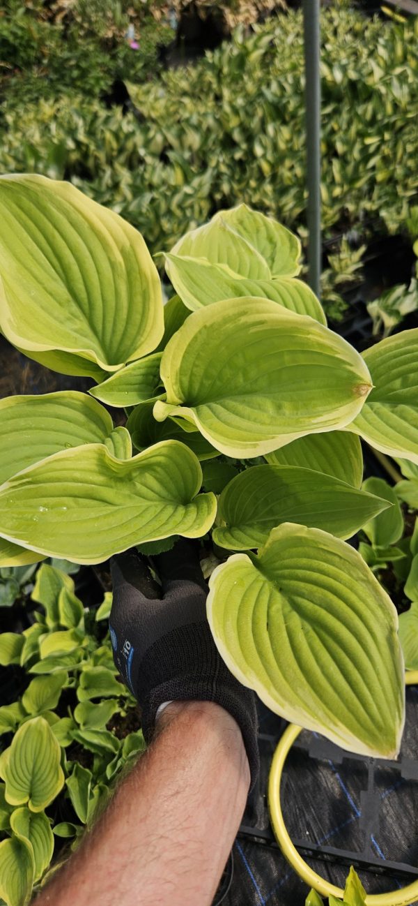 Hosta 'Fragrant Bouquet'