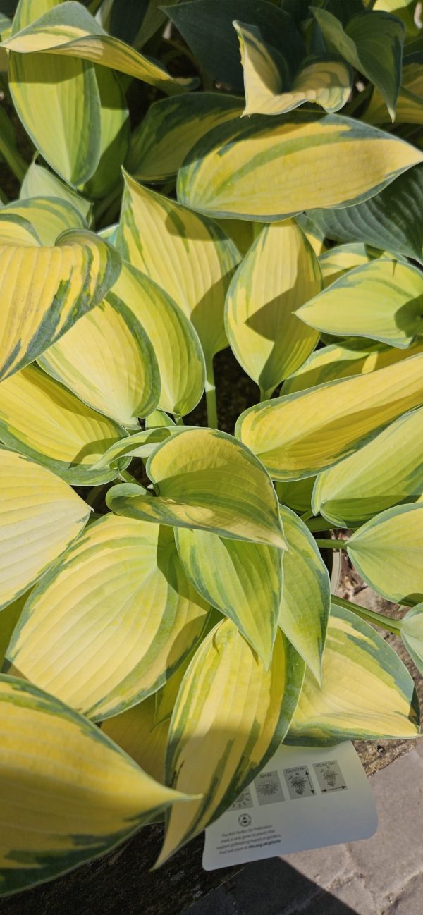 Hosta 'June'