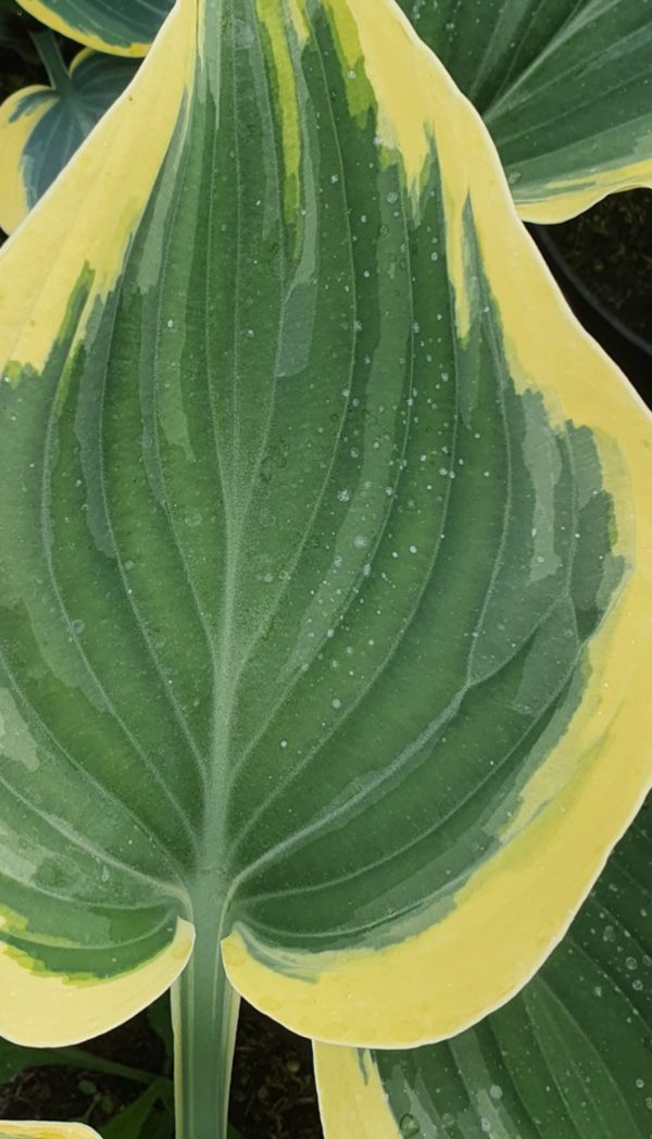 Hosta 'Liberty'