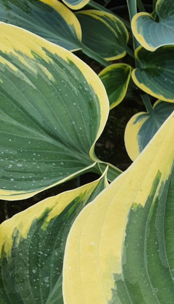 Hosta 'Liberty'