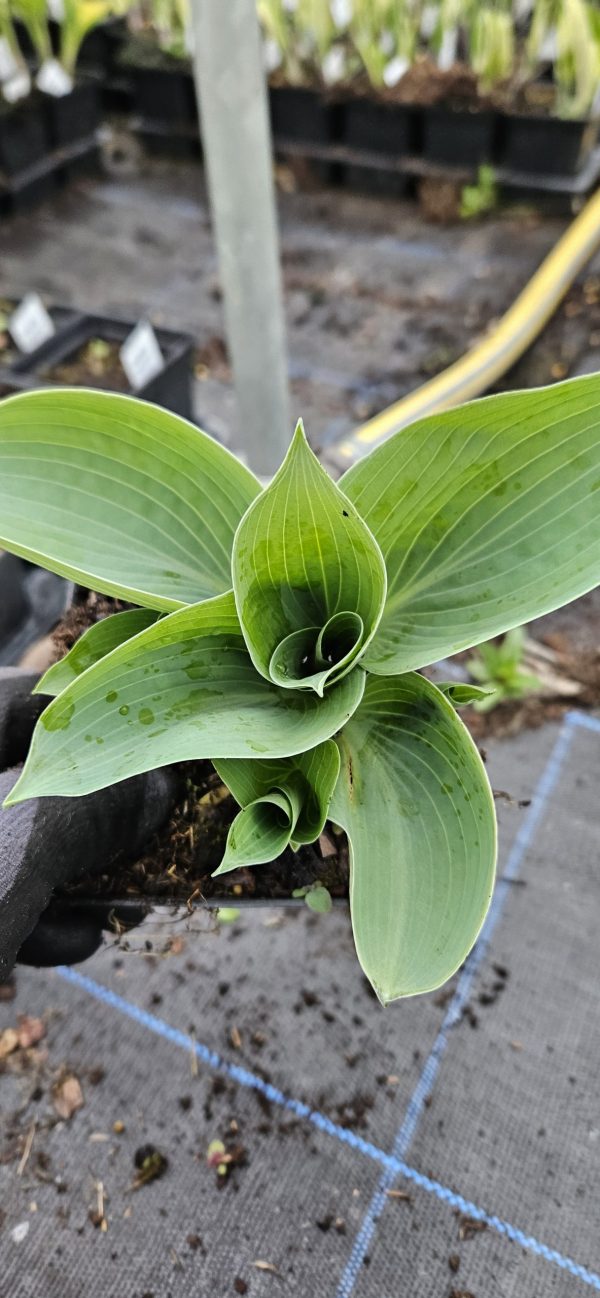 Hosta 'Love Pat' Hosta 'Love Pat'