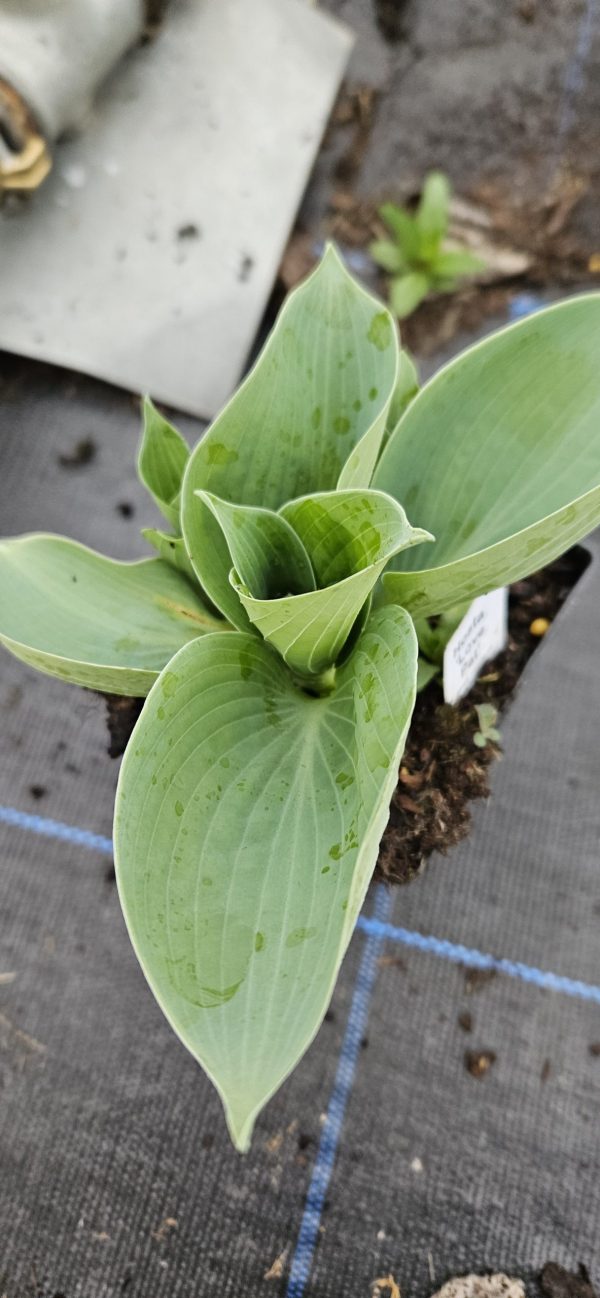 Hosta 'Love Pat'2 Hosta 'Love Pat'