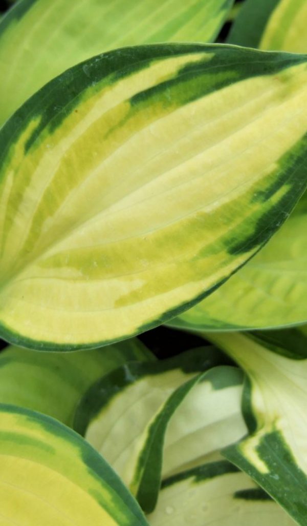 Hosta 'Orange Marmalade'