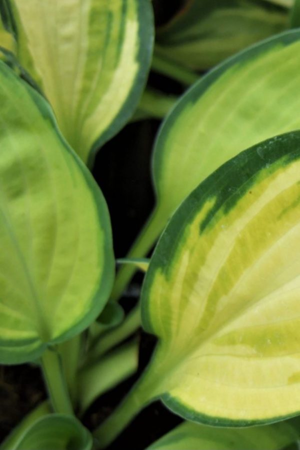 Hosta 'Orange Marmalade'