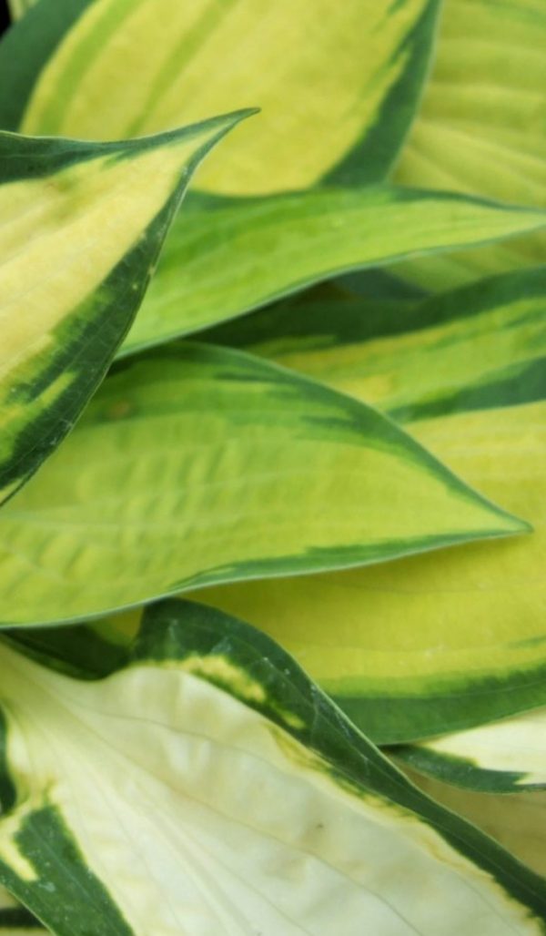 Hosta 'Orange Marmalade'