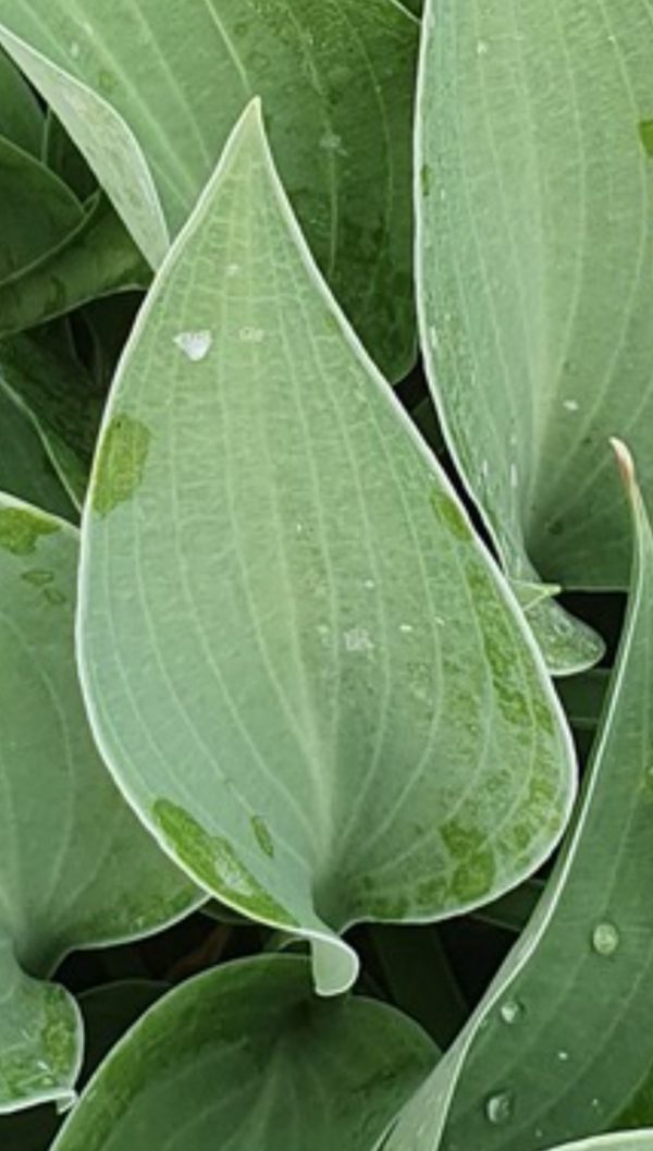 Hosta 'Pacific Blue Edger'