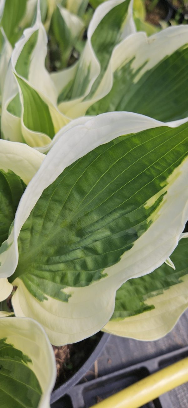 Hosta 'Patriot' Hosta 'Patriot'