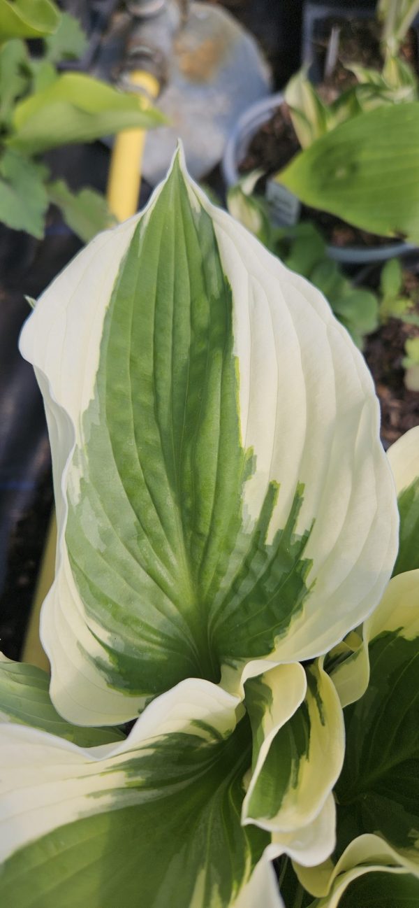 Hosta 'Patriot'2 Hosta 'Patriot'
