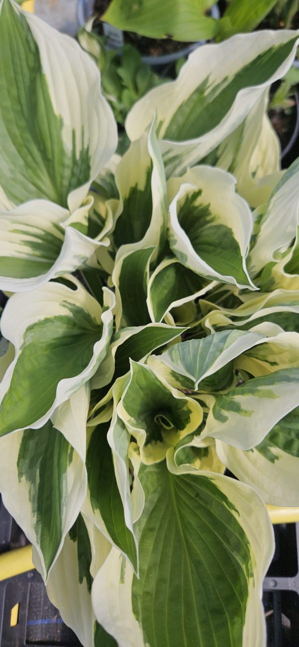Hosta 'Patriot'3 Hosta 'Patriot'