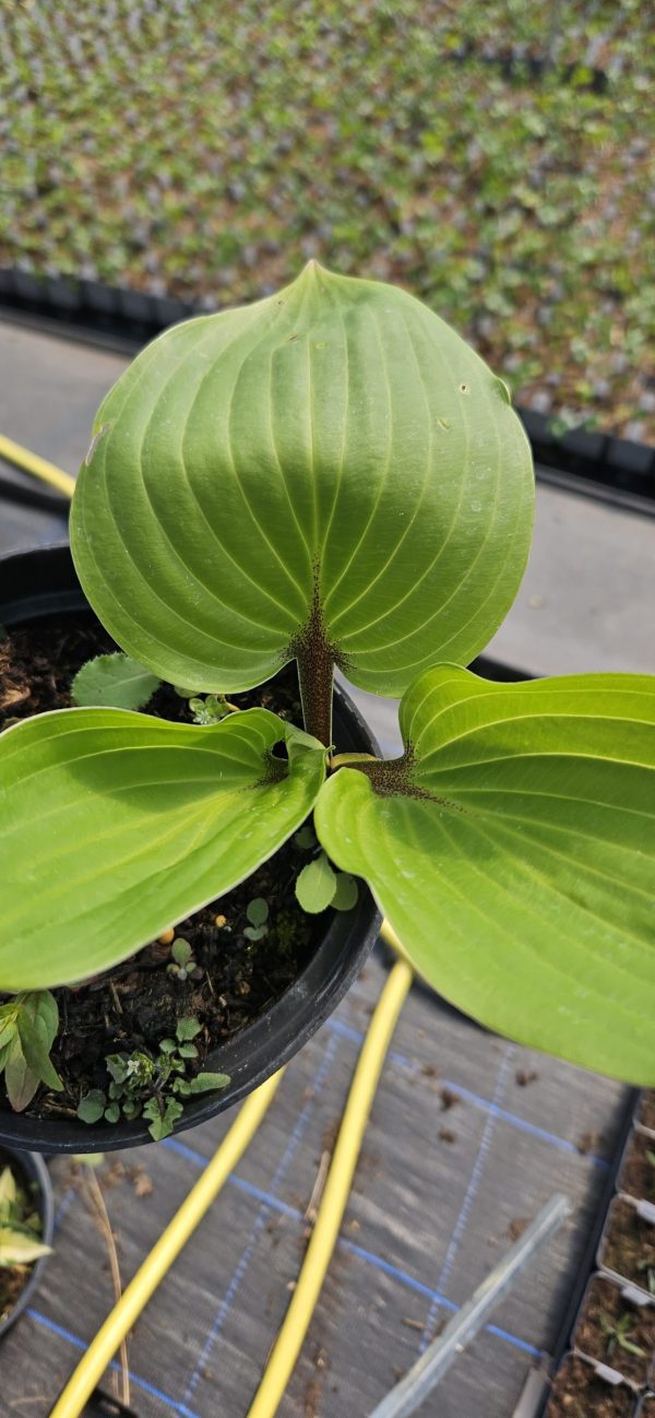 Hosta 'Purple Heart'2 Hosta 'Purple Heart'