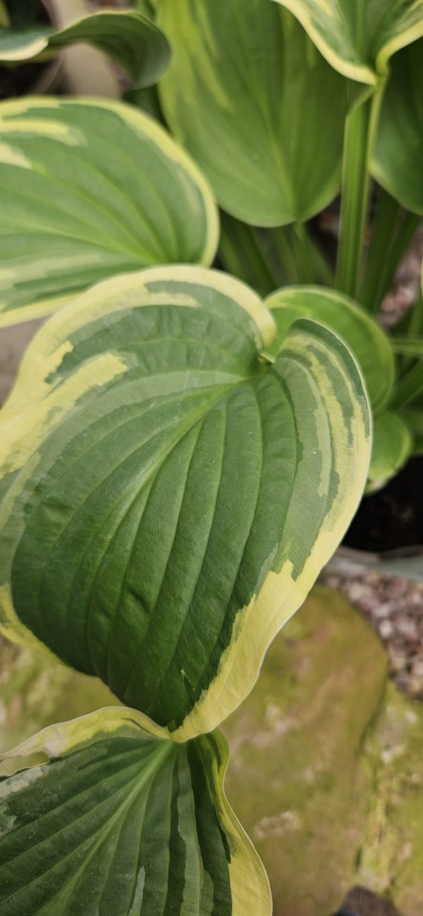Hosta 'Wide Brim'