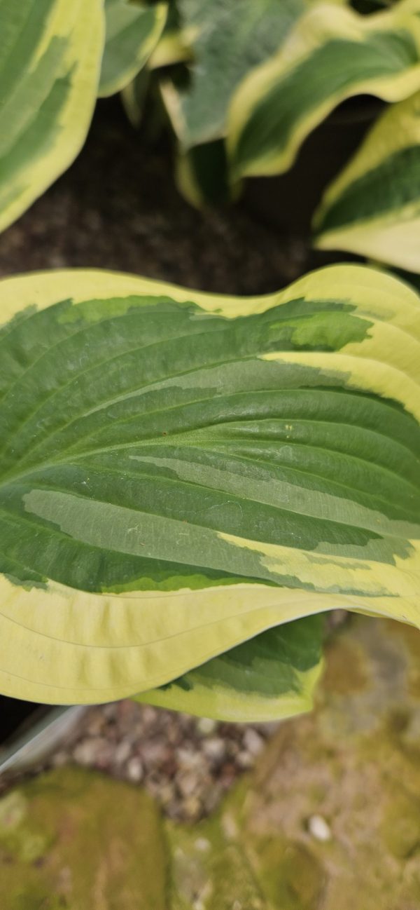 Hosta 'Wide Brim'
