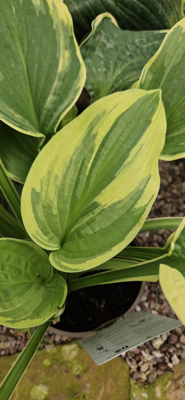 Hosta 'Wide Brim'