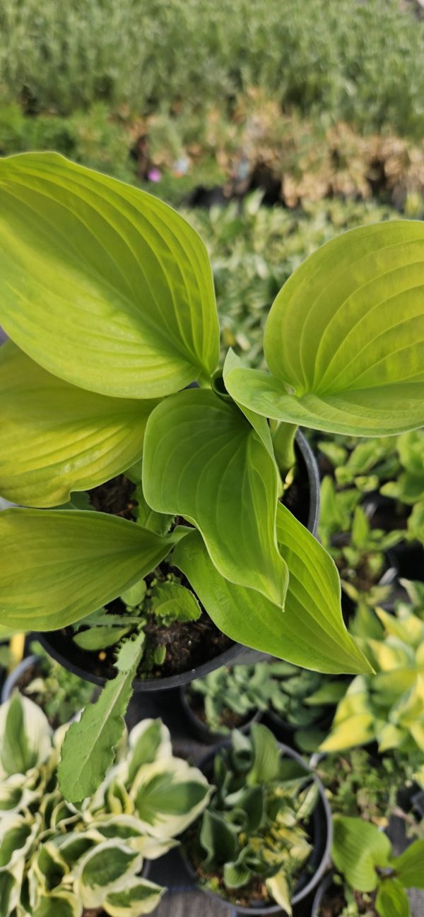 Hosta fortunei 'Gold Standard'