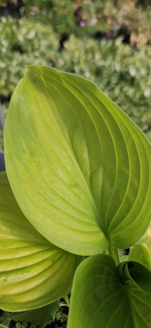 Hosta fortunei 'Gold Standard'