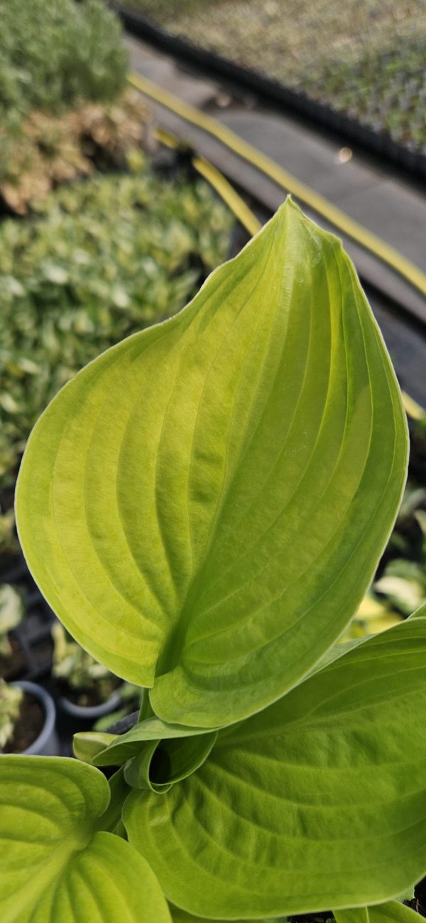 Hosta fortunei 'Gold Standard'