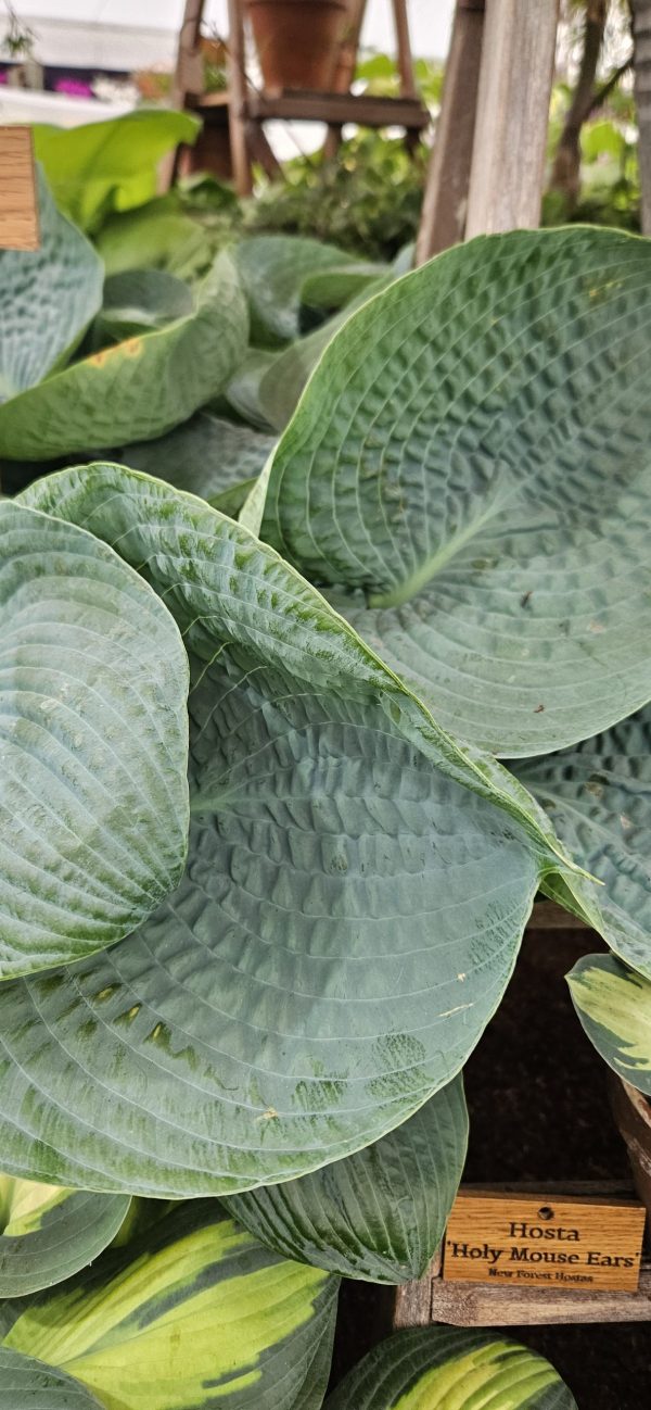 Hosta sieboldiana 'Big Daddy'