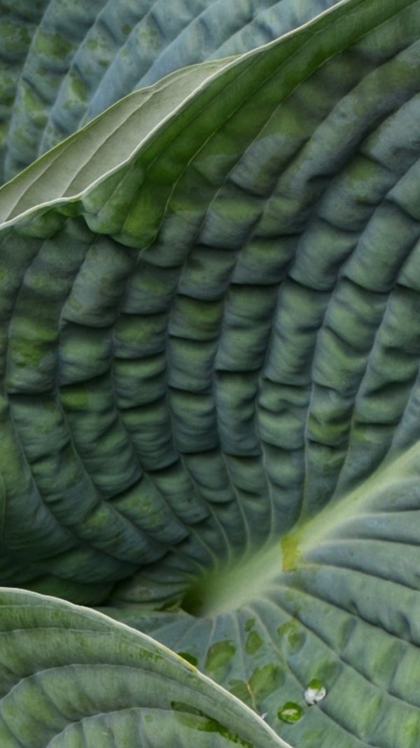 Hosta sieboldiana 'Big Daddy'