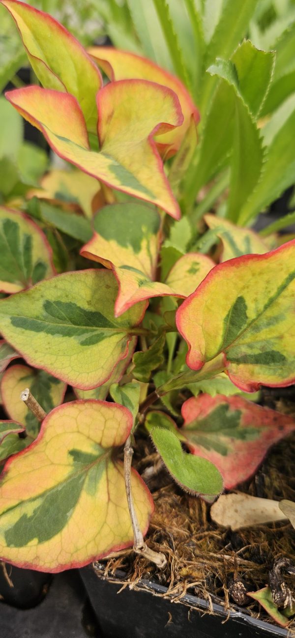 Houttuynia cordata 'Pied Piper'