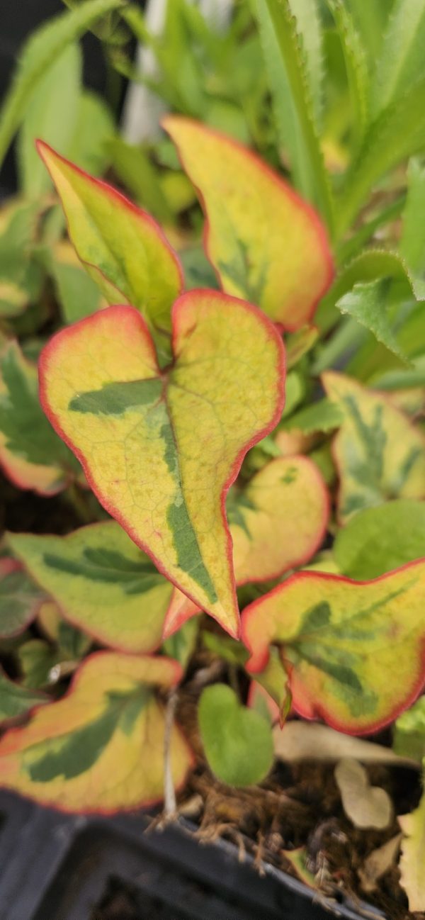 Houttuynia cordata 'Pied Piper'