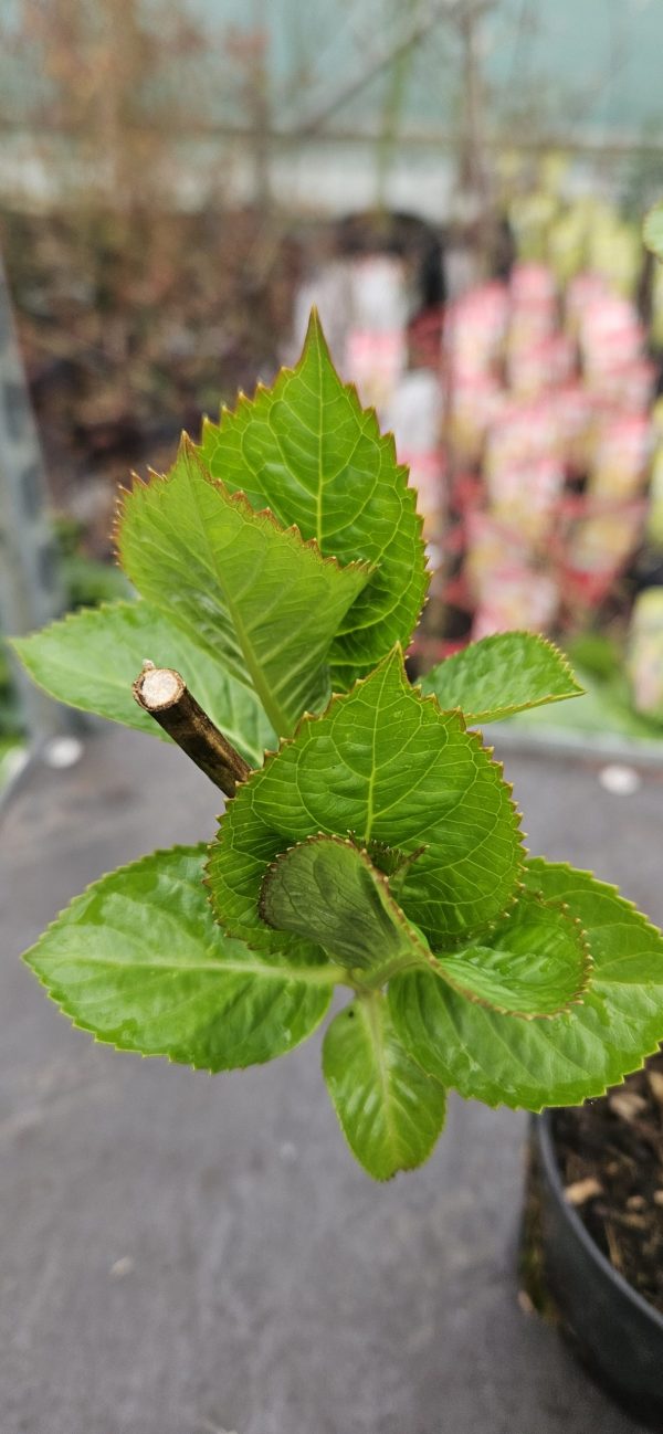 Hydrangea macrophylla 'Rotkehlchen'