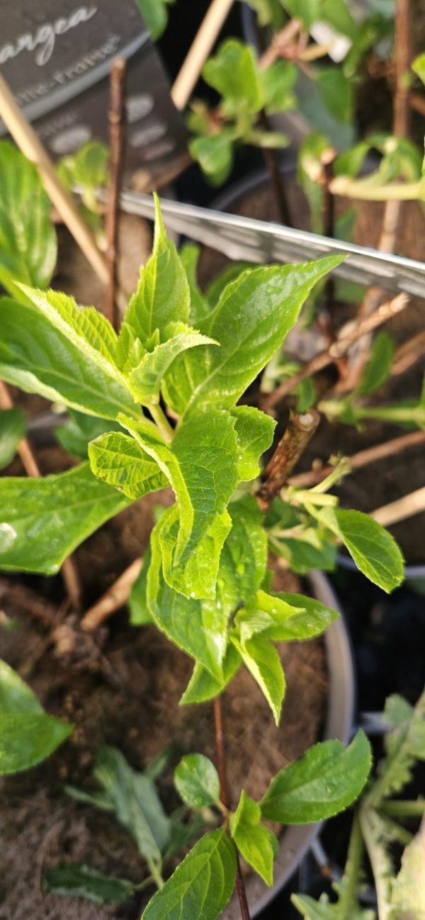 Hydrangea paniculata 'Vanille fraise'