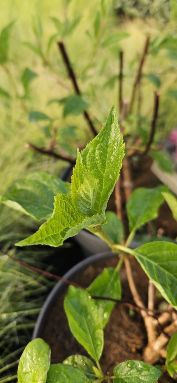Hydrangea paniculata 'Vanille fraise'