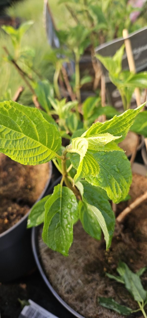 Hydrangea paniculata 'Vanille fraise'