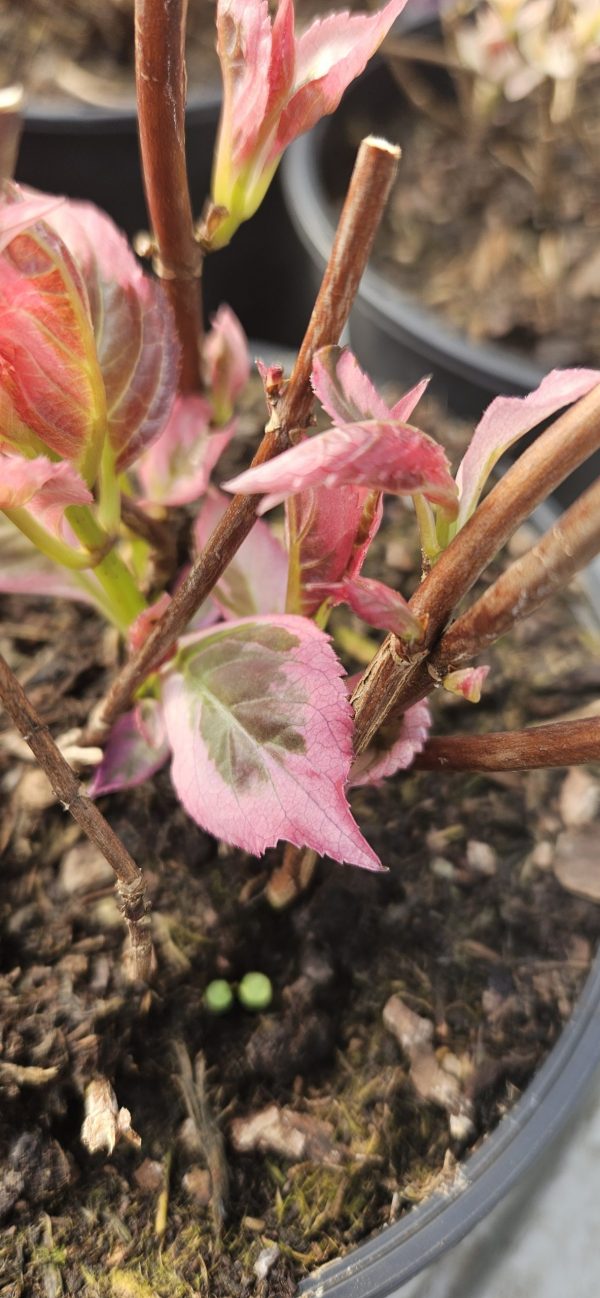 Hydrangea serrata 'Euphoria Pink'