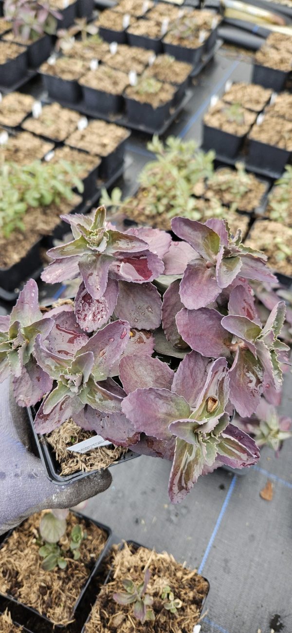 Hylotelephium 'Cherry Truffle'