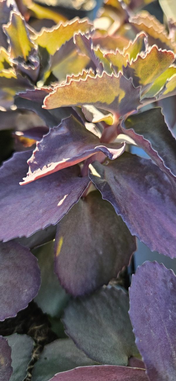 Hylotelephium 'Chocolate Cherry'