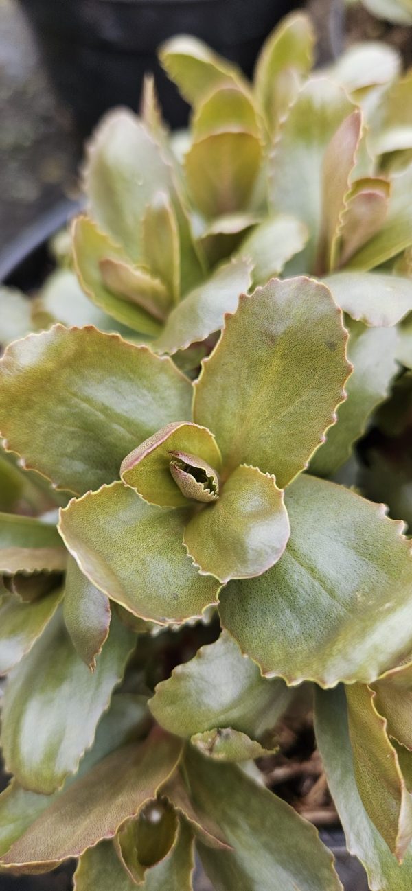 Hylotelephium 'Chocolate Drop'2 Hylotelephium 'Chocolate Drop'