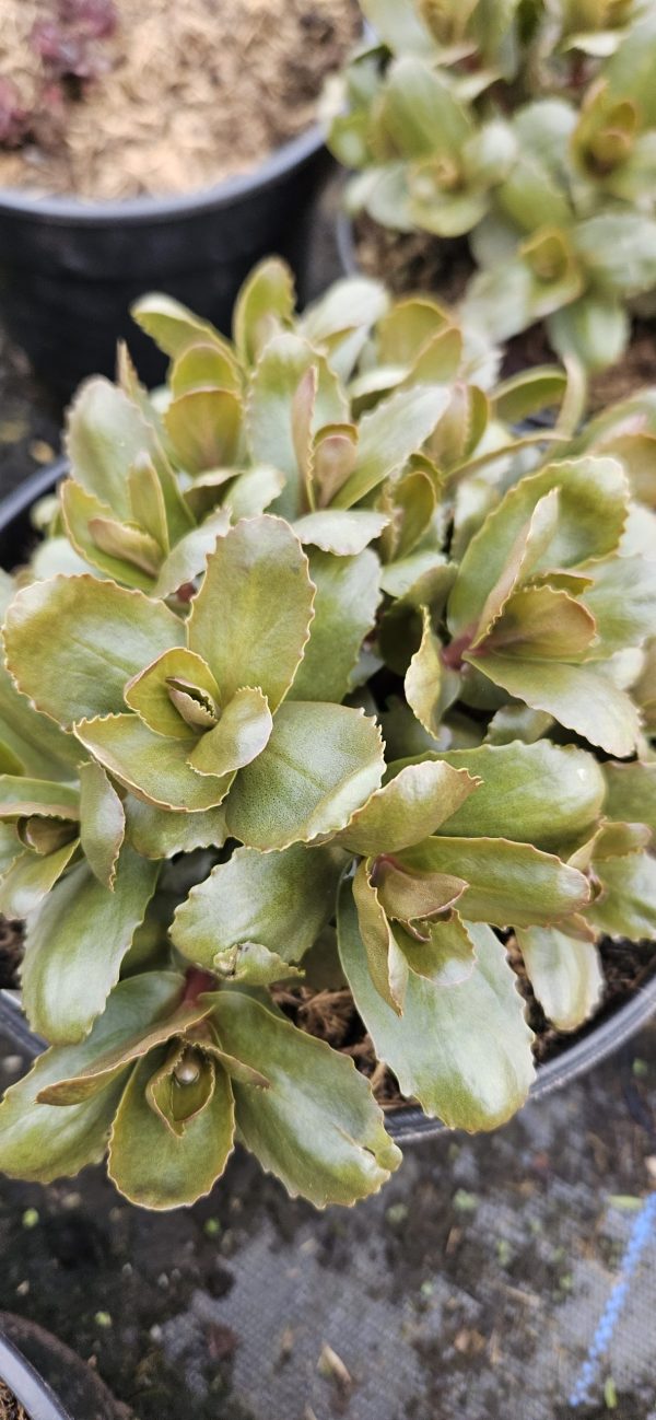 Hylotelephium 'Chocolate Drop'3 Hylotelephium 'Chocolate Drop'