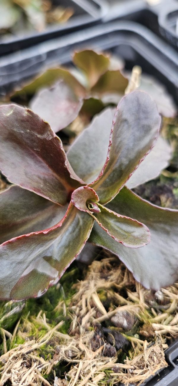 Hylotelephium 'Dark Magic'