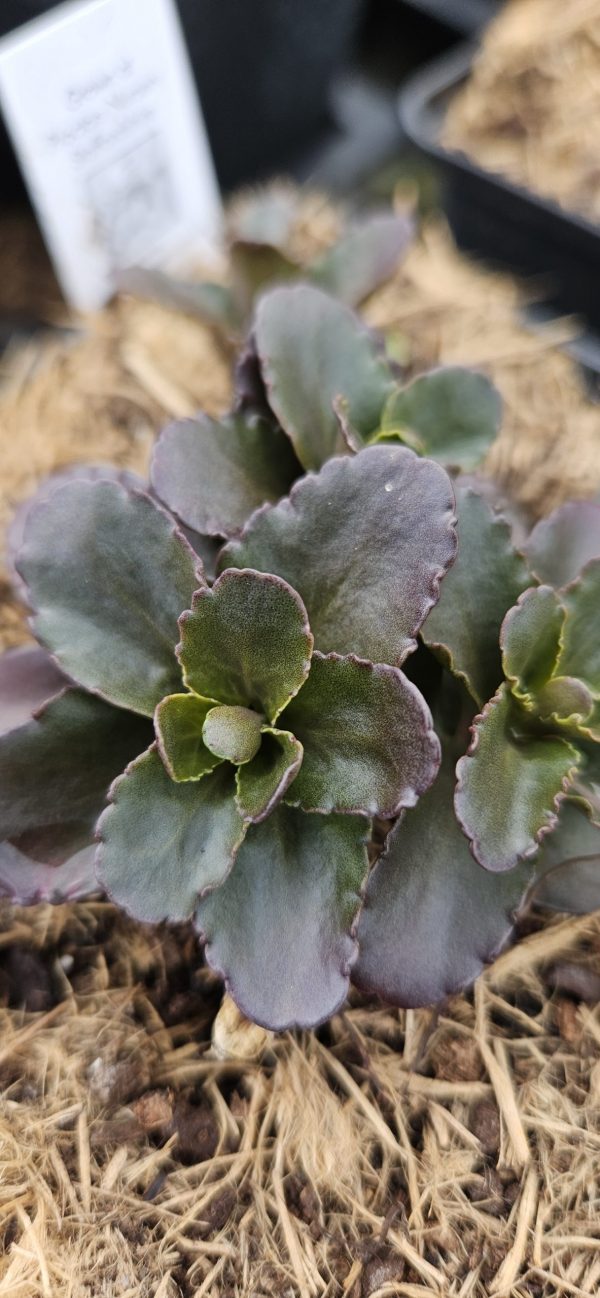 Hylotelephium 'Dark Magic'