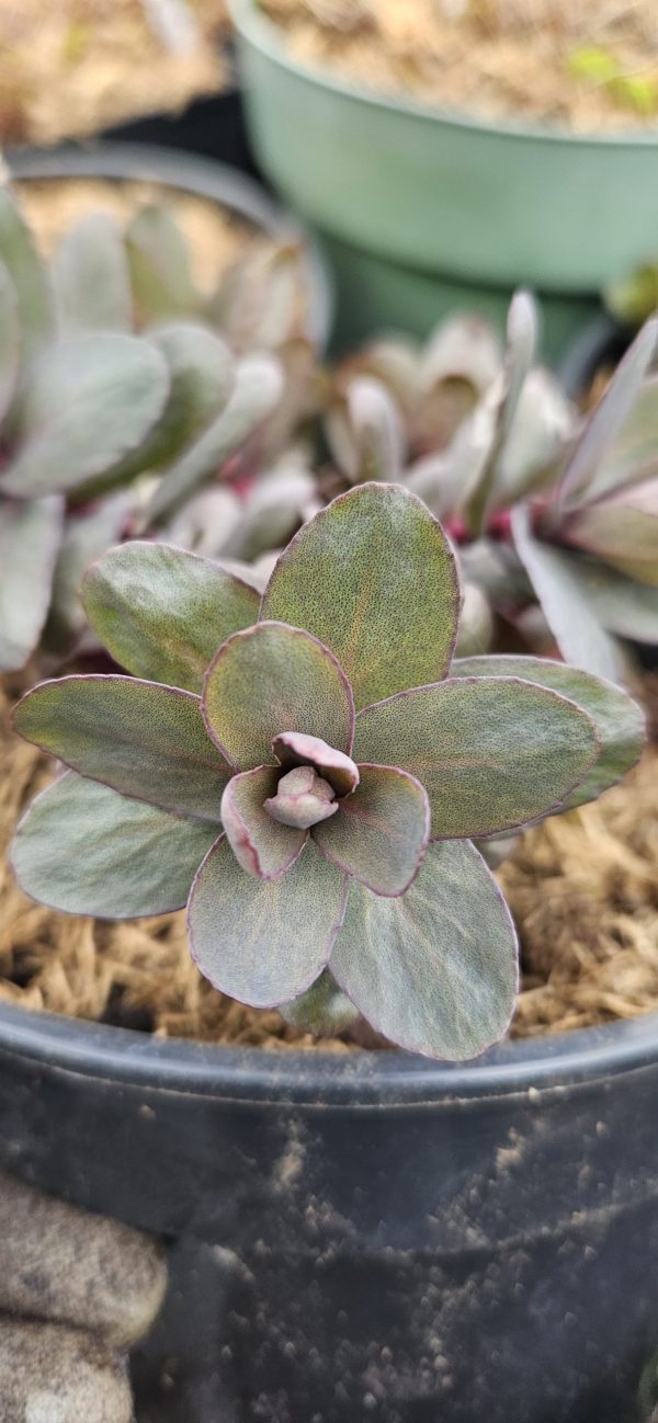 Hylotelephium 'Desert Black'