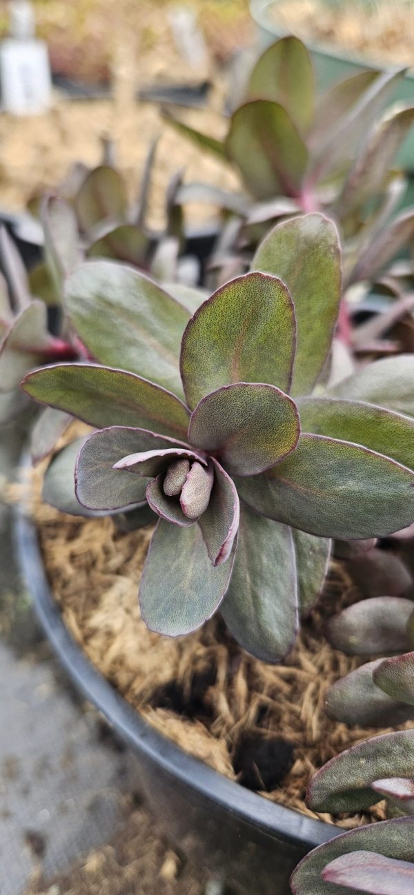 Hylotelephium 'Desert Black'