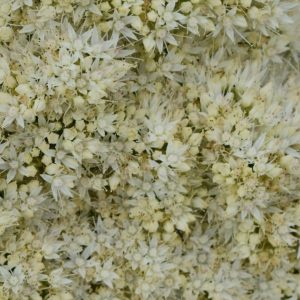 Hylotelephium Iceberg