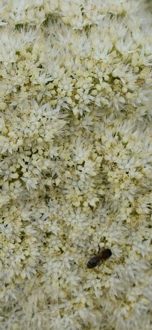 Hylotelephium Iceberg