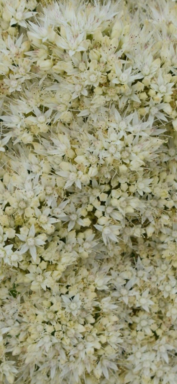 Hylotelephium Iceberg