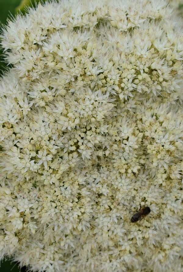 Hylotelephium Iceberg