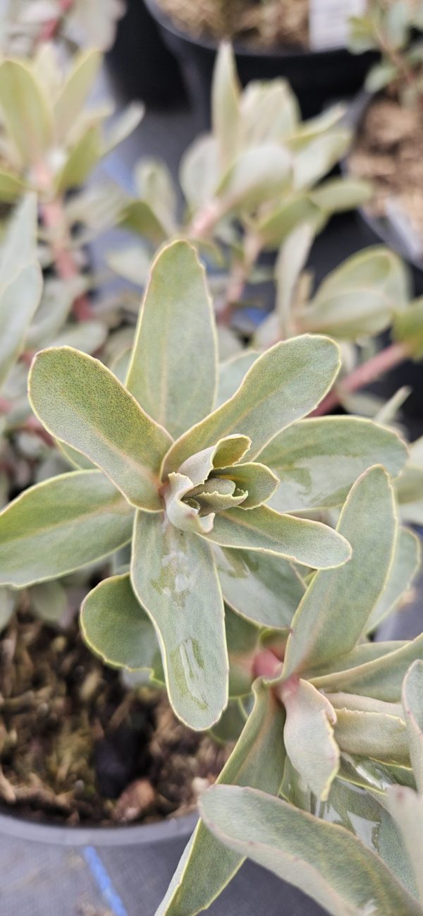 Hylotelephium 'Purple 'Emperor'