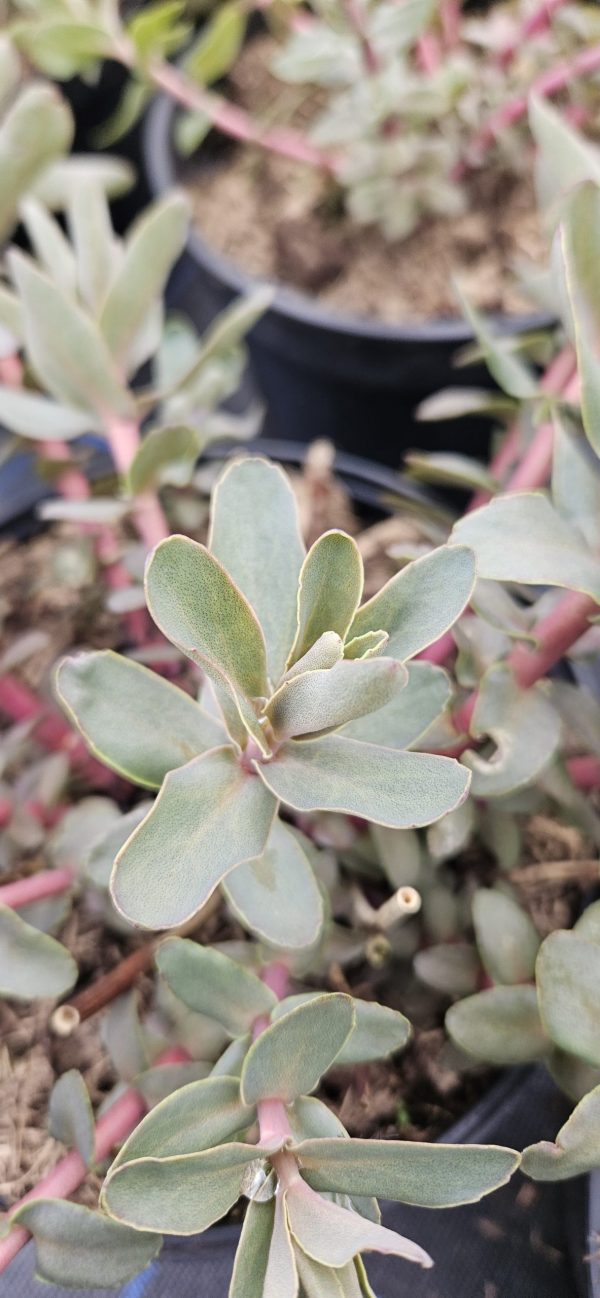 Hylotelephium 'Purple 'Emperor'