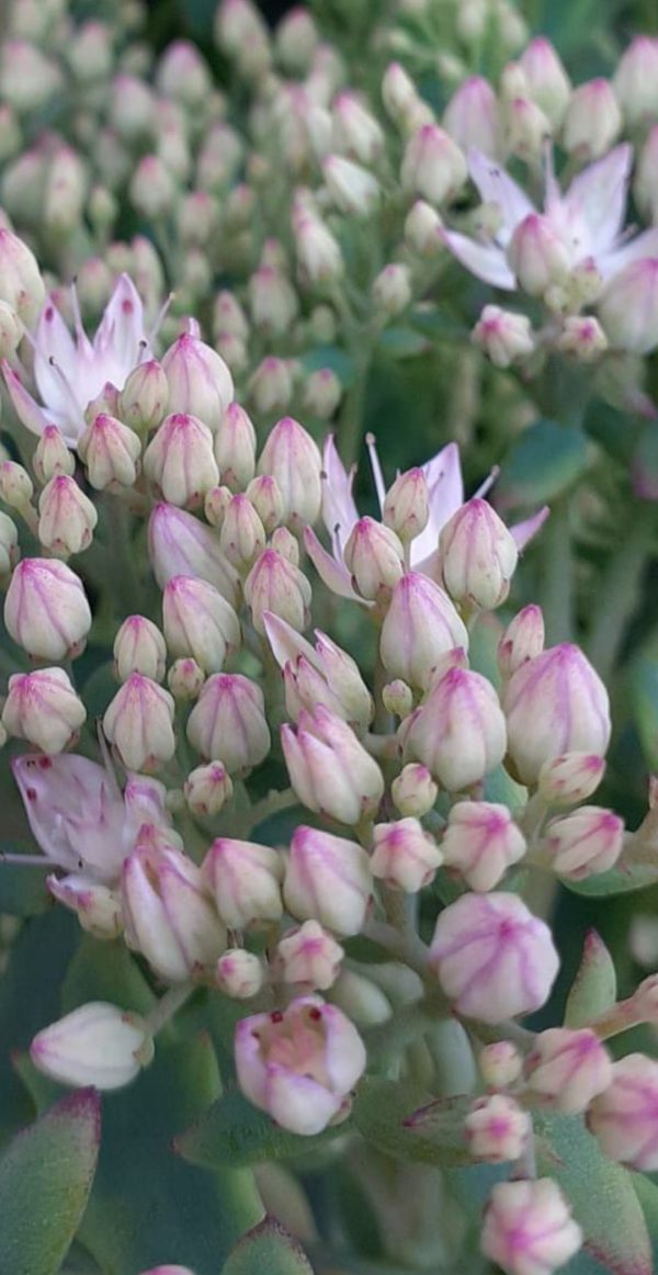 Hylotelephium 'Thundercloud'