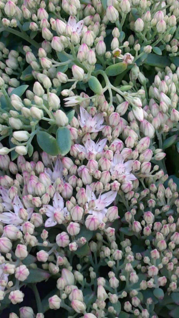 Hylotelephium 'Thundercloud'